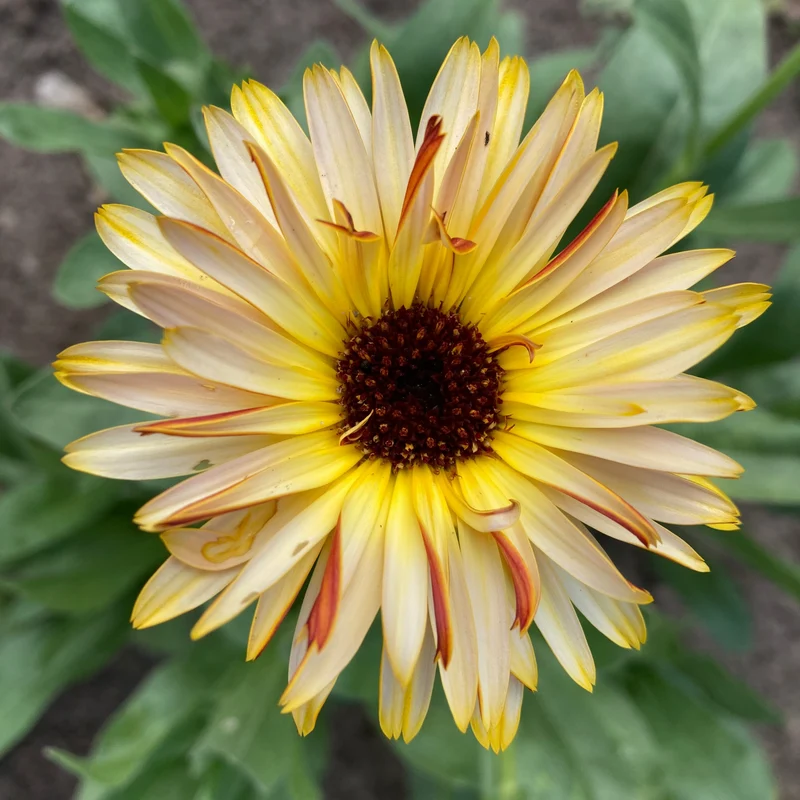 Ringelblume (Grex / Population)