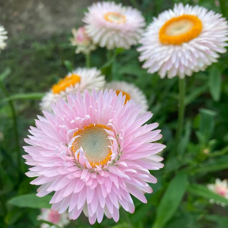 Strohblume "Silvery Rose"