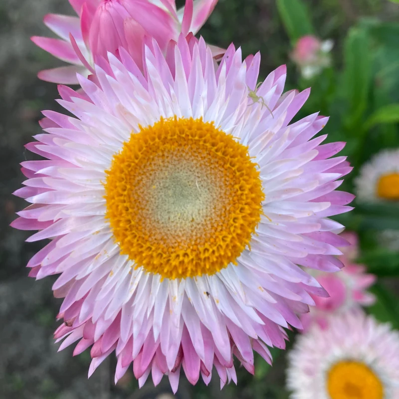Strohblume "Silvery Rose"