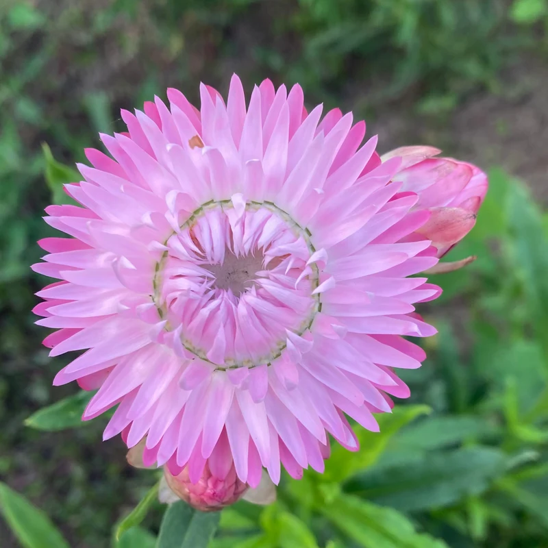 Strohblume "Silvery Rose"