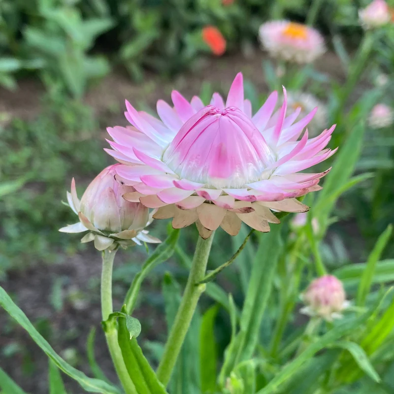 Strohblume "Silvery Rose"