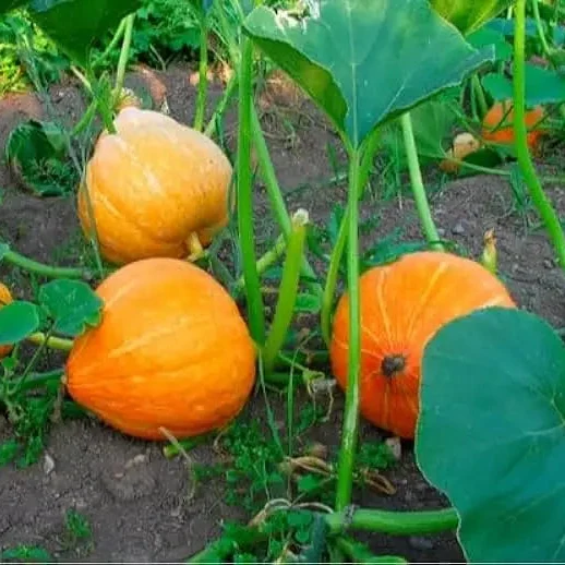Orange Pumpkin Seeds For Planting, Pumpkin Varieties For Garden