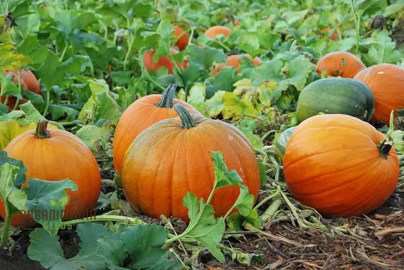 Orange Pumpkin Seeds For Planting, Pumpkin Varieties For Garden