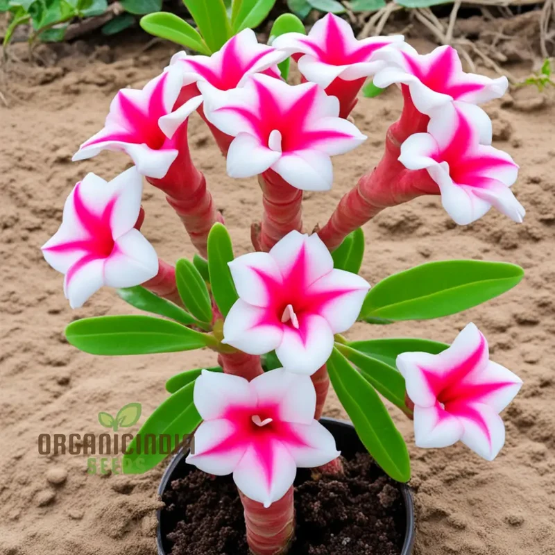 Pink and White Adenium Obesum Flower Seeds for Planting, Vibrant and Beautiful Varieties