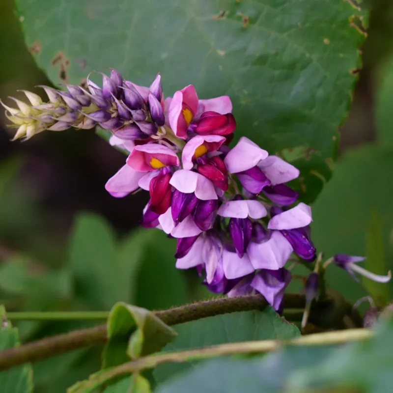 Grow Your Garden with Pueraria Lobata Kudzu Plant Seeds, Unleash Nature's Purity
