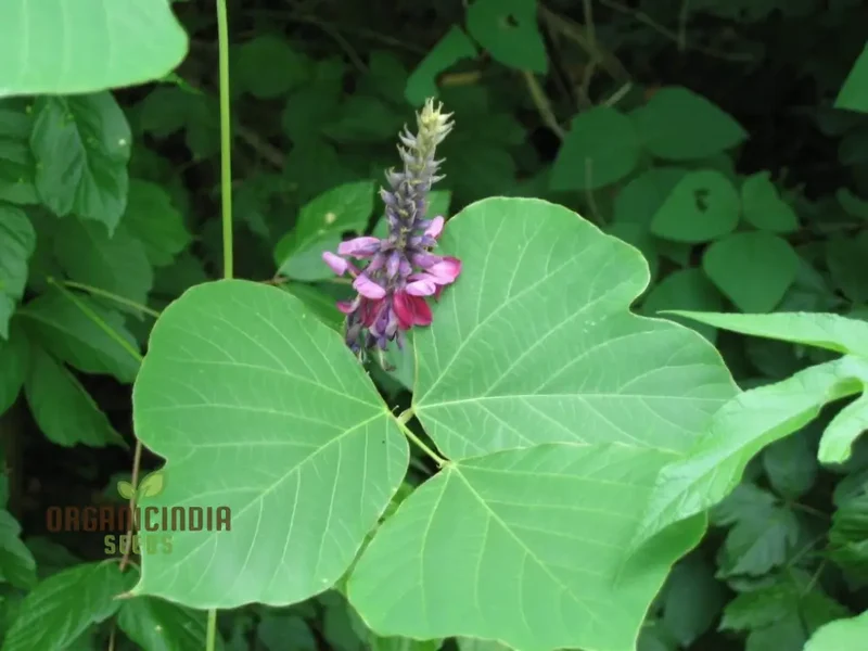 Grow Your Garden with Pueraria Lobata Kudzu Plant Seeds, Unleash Nature's Purity