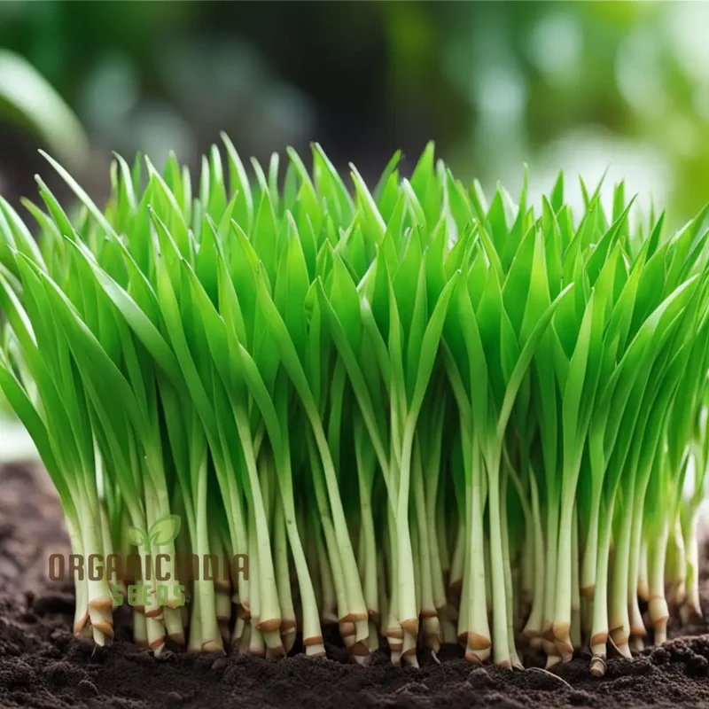 Pandan Plant Seeds, Elevate Your Garden with Abundant Growth in Every Pack