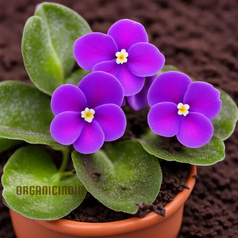 Portal Cool Mixed Color Mini Violet Seeds