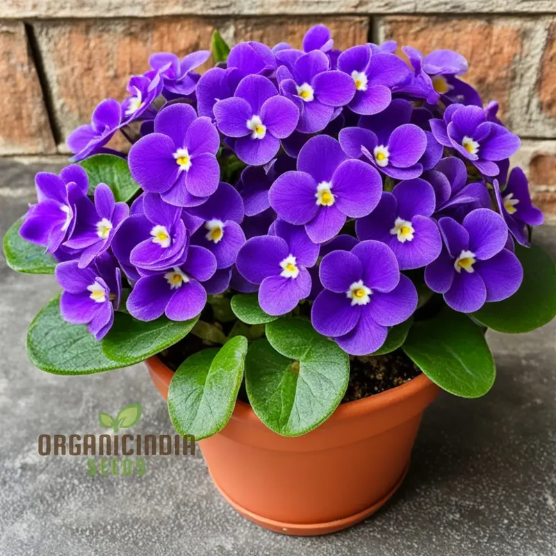 Portal Cool Mixed Color Mini Violet Seeds