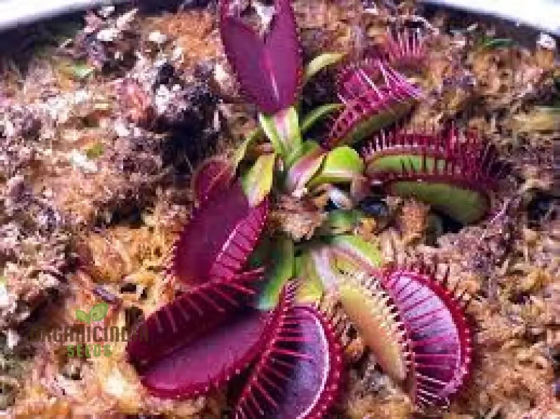 Venus Fly Trap Flower Seeds in Vibrant Violet Elevate Your Gardening with Exotic and Stunning Blooms
