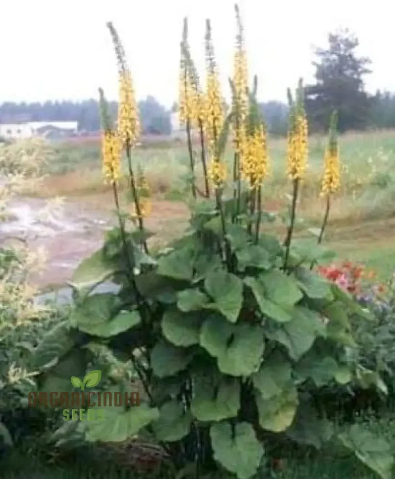 Yellow Ligularia Plant Seeds - Bright Blooms for Shade Gardens and Water Features