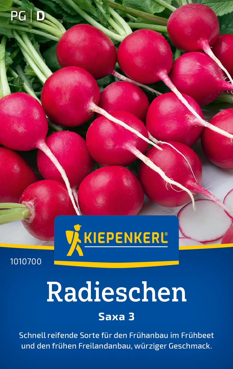 Radieschen Saxa 3 Saatgut