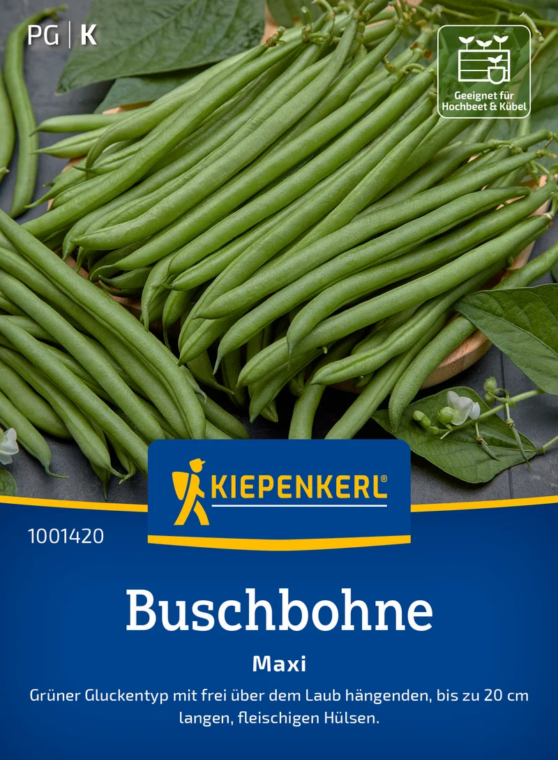 Buschbohne Maxi Saatgut