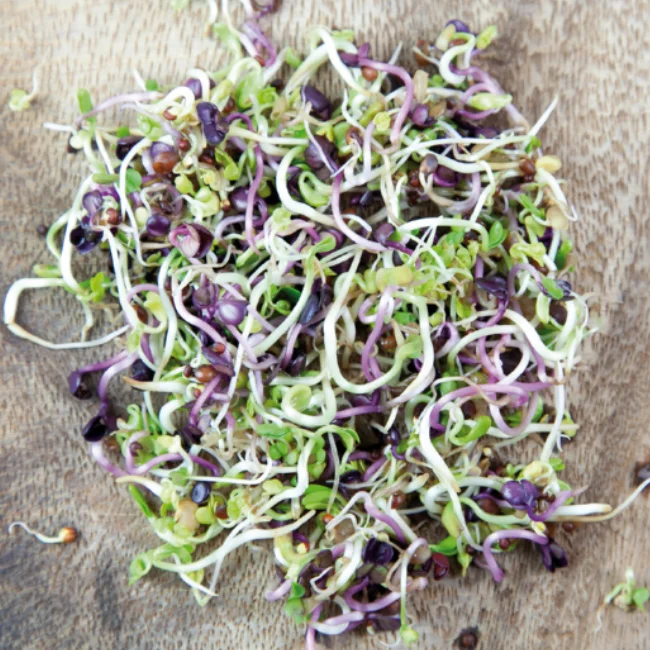 400ml Sprouting Jar with Metal Mesh Lid & Organic Spicy Salad Mix Seeds