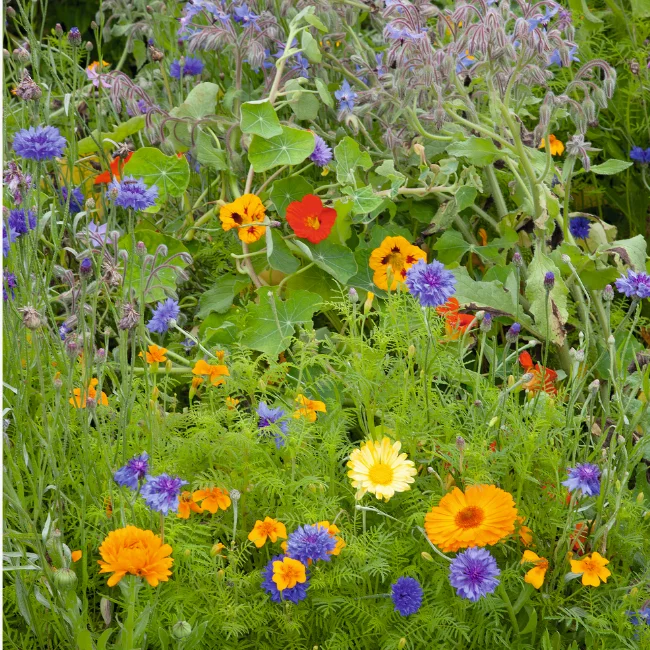 Edible Flower Mix Organic Seed - 5g Pack