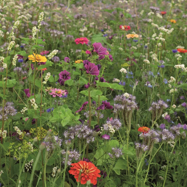 Butterfly Flower Mix Organic Seed - 5g Pack