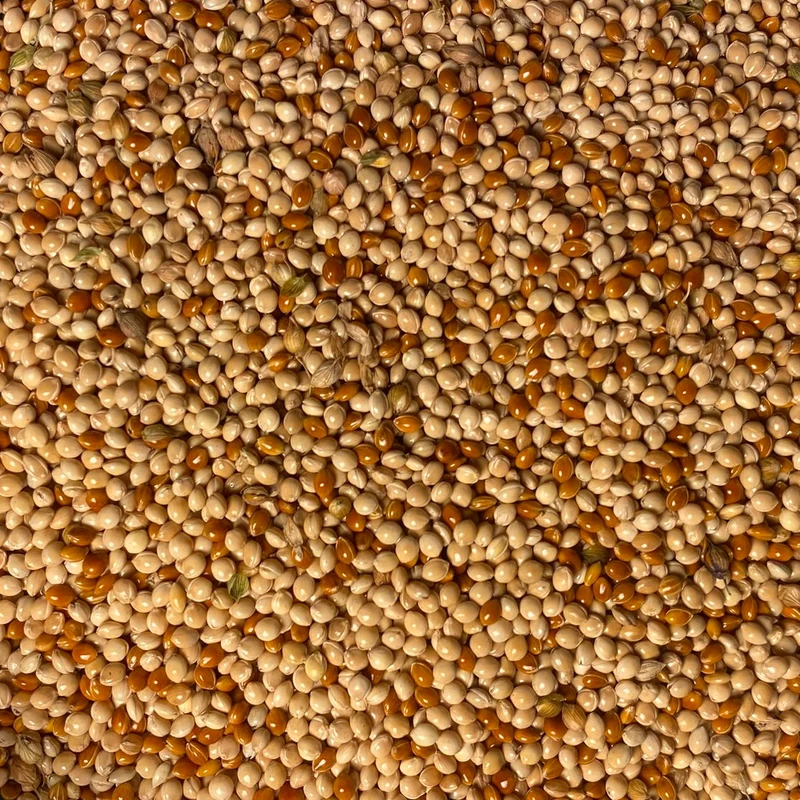 Rispenhirse (Grex / Population)