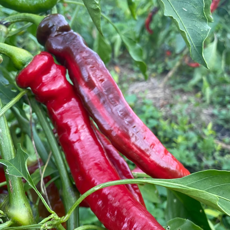 Spitzpaprika "Jimmy Nardello"