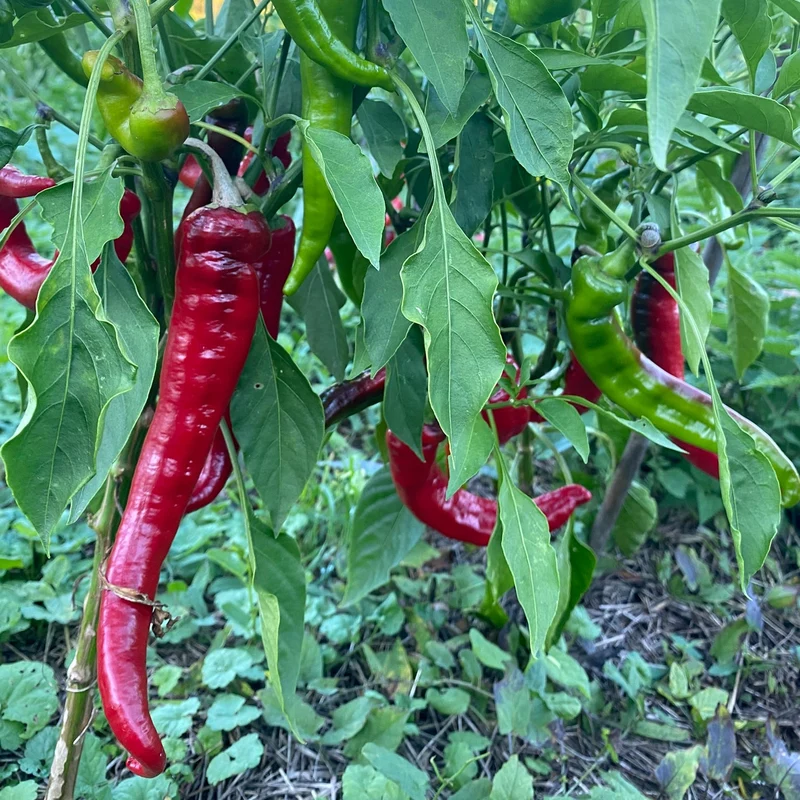 Spitzpaprika "Jimmy Nardello"