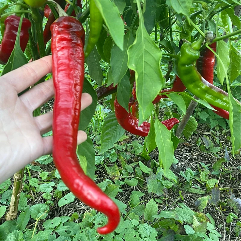Spitzpaprika "Jimmy Nardello"