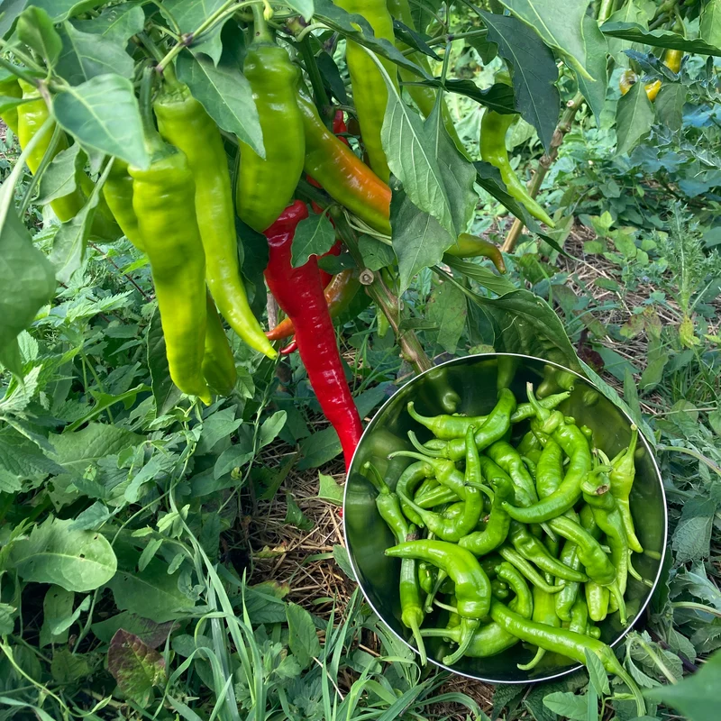 Spitzpaprika "Jimmy Nardello"