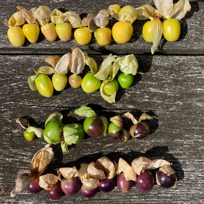 Tomatillo "Bolsa de Dulces" (Grex / Population)