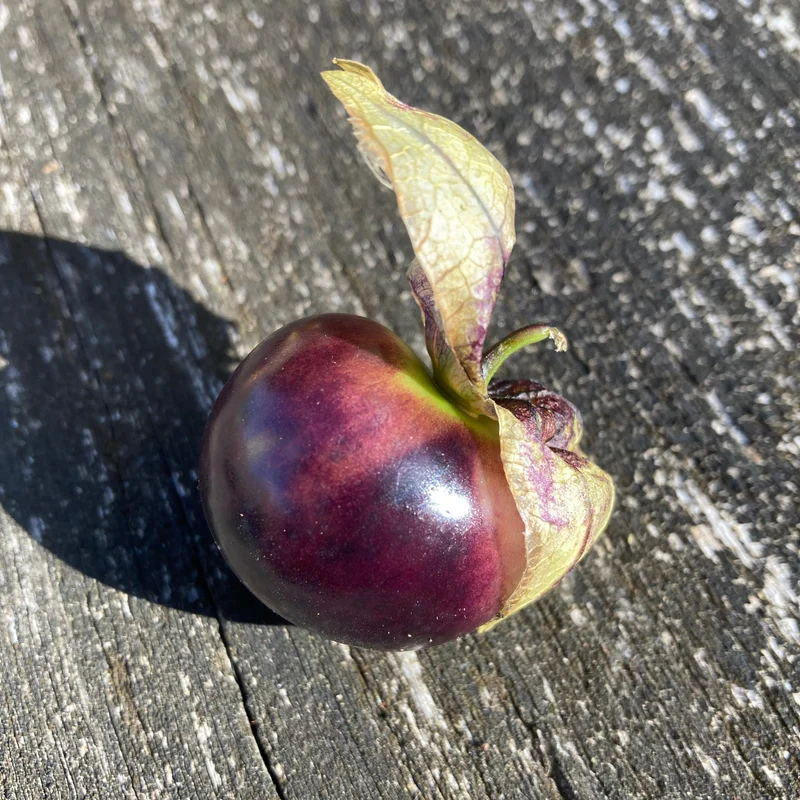 Tomatillo "Bolsa de Dulces" (Grex / Population)