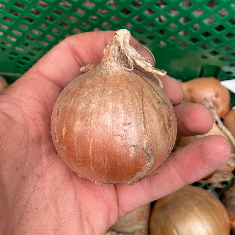 Lagerzwiebel "Zuckerkugel" (Grex / Population)