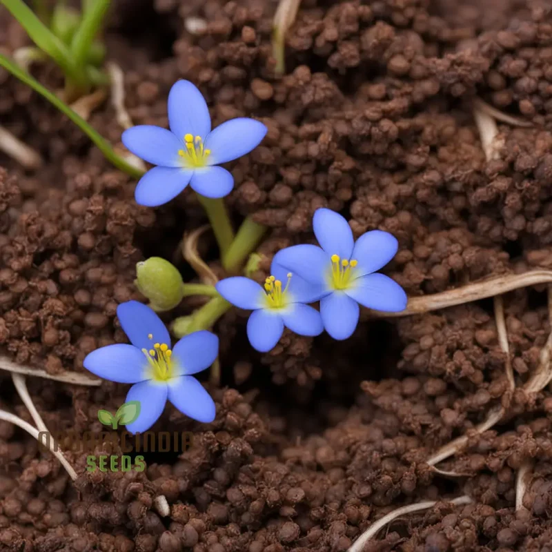 Bluets Houstonia Flower Seeds for Stunning Blossoms The Ultimate Gardening Experience with Delightful