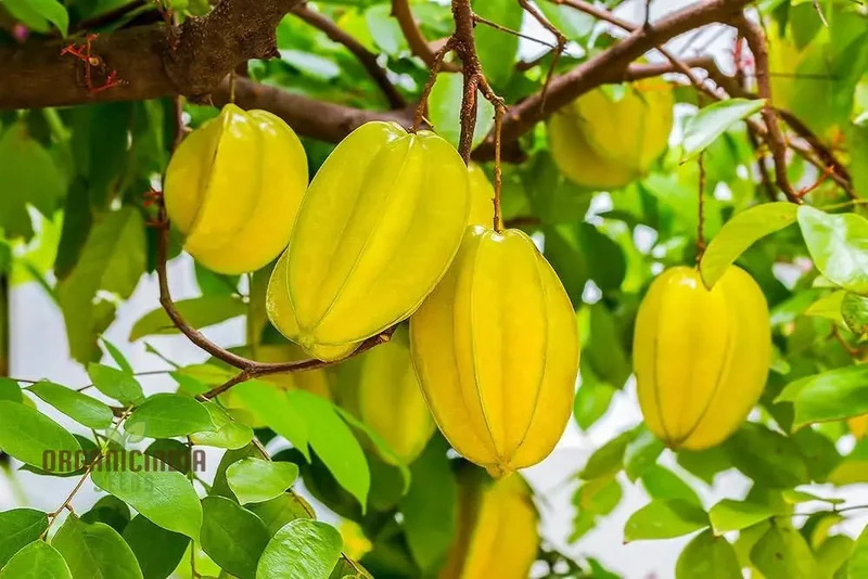 Yellow Averroes Carambola, Star Fruit, Premium Quality New Fresh Fruit Seeds for Planting, Enhance Your Garden with Exotic Fruit Seeds