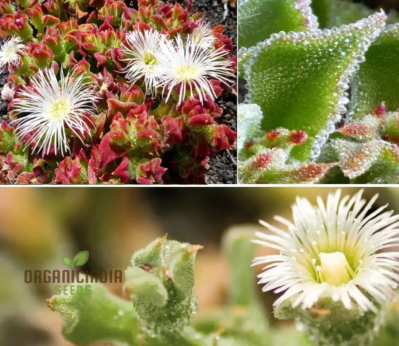Ice Plant Mesembryanthemum Crystalline Seeds – Drought-Tolerant Green Succulent Variety for Landscapes