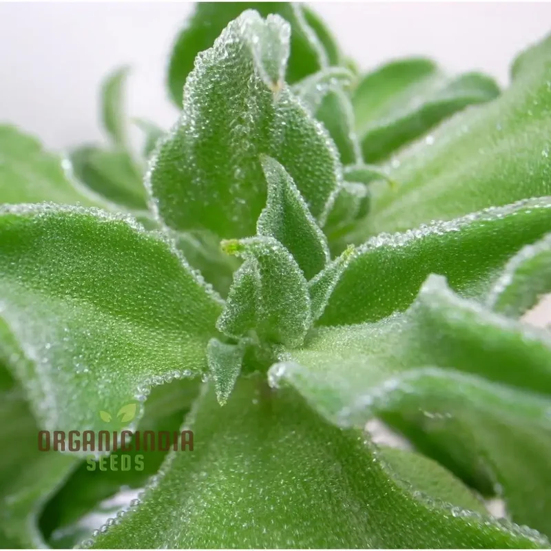 Ice Plant Mesembryanthemum Crystalline Seeds – Drought-Tolerant Green Succulent Variety for Landscapes