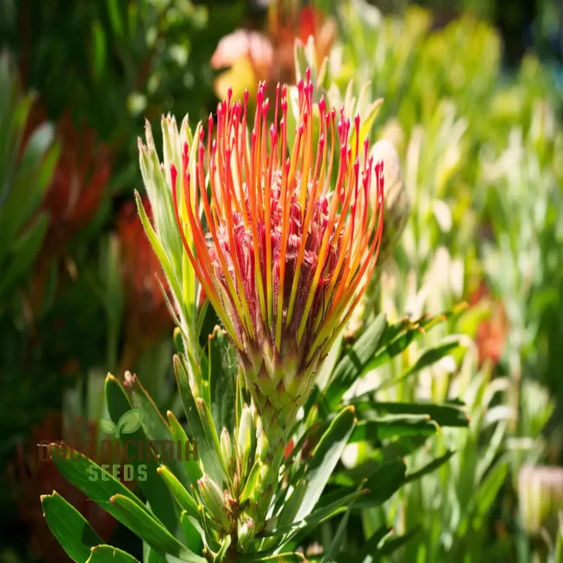 Orange Protea Flower Seeds - Exotic and Stunning Blooms for Unique Garden Displays