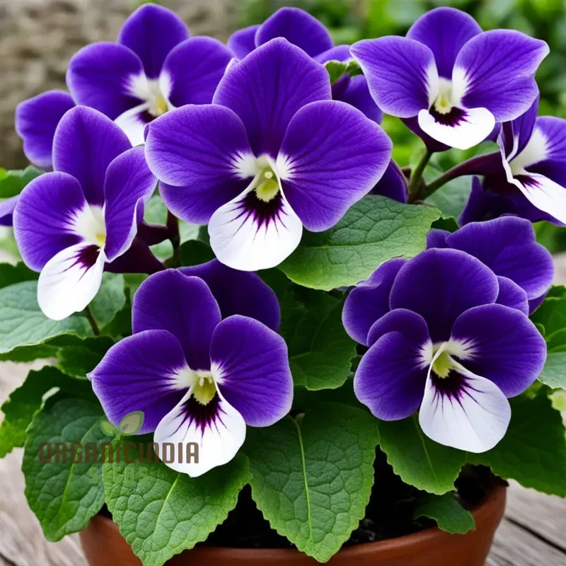 Gloxinia Flower Seeds Purple White