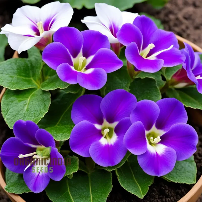 Gloxinia Flower Seeds Purple White