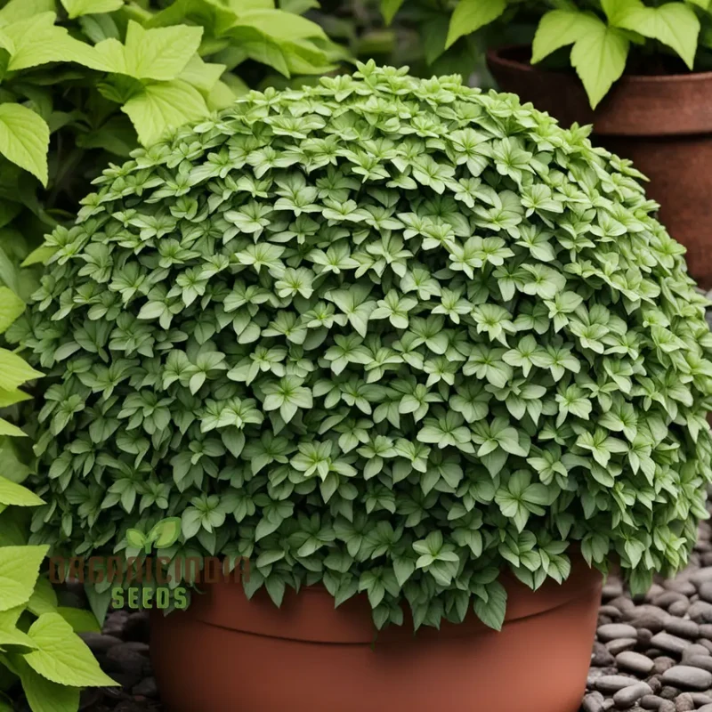 Premium Pachysandra Flower Seeds, Ideal Ground Cover for Shaded Gardens, Low Maintenance and Hardy, Lush Green Foliage for Year-Round Beauty