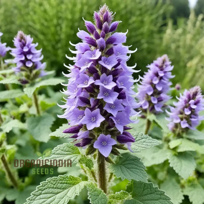 Purple Horehound Flower Seeds Elevate Your Gardening Experience with Distinctive, Vibrant Flowers