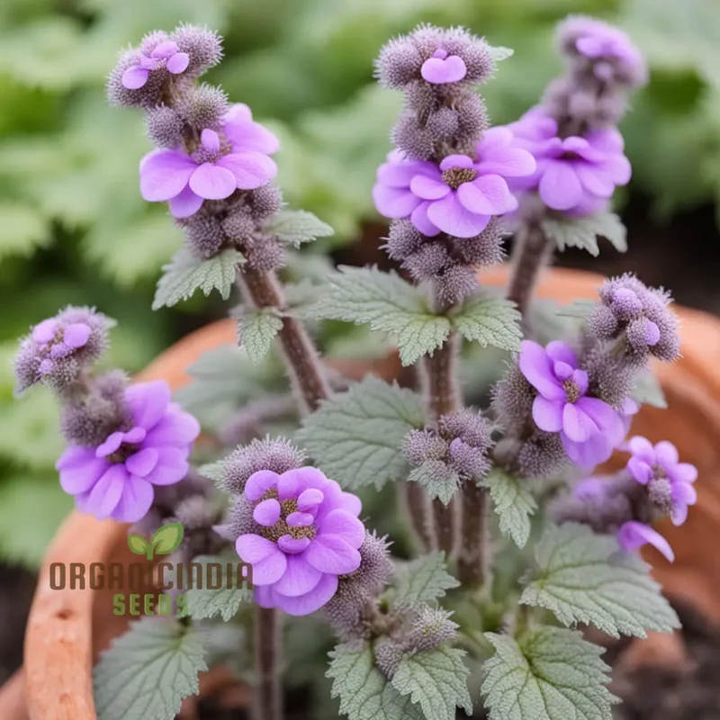 Purple Horehound Flower Seeds Elevate Your Gardening Experience with Distinctive, Vibrant Flowers
