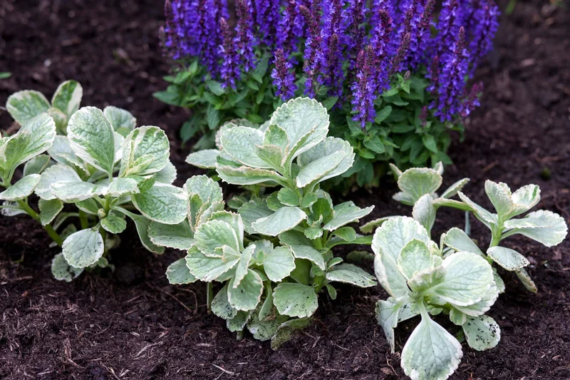 Coleus Canina Plant Seeds - Repel Pests Naturally with Cat Repellent Plant, Premium Plant Seeds for Effective Planting and Gardening