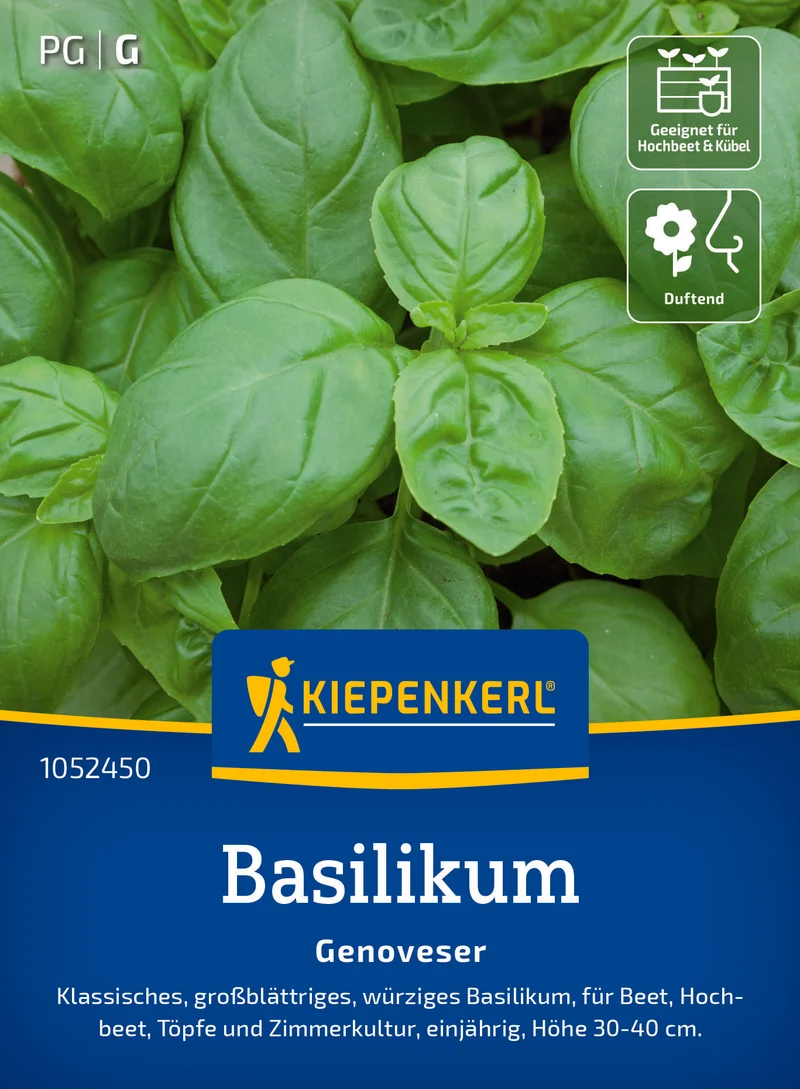 Basilikum Genoveser Saatgut