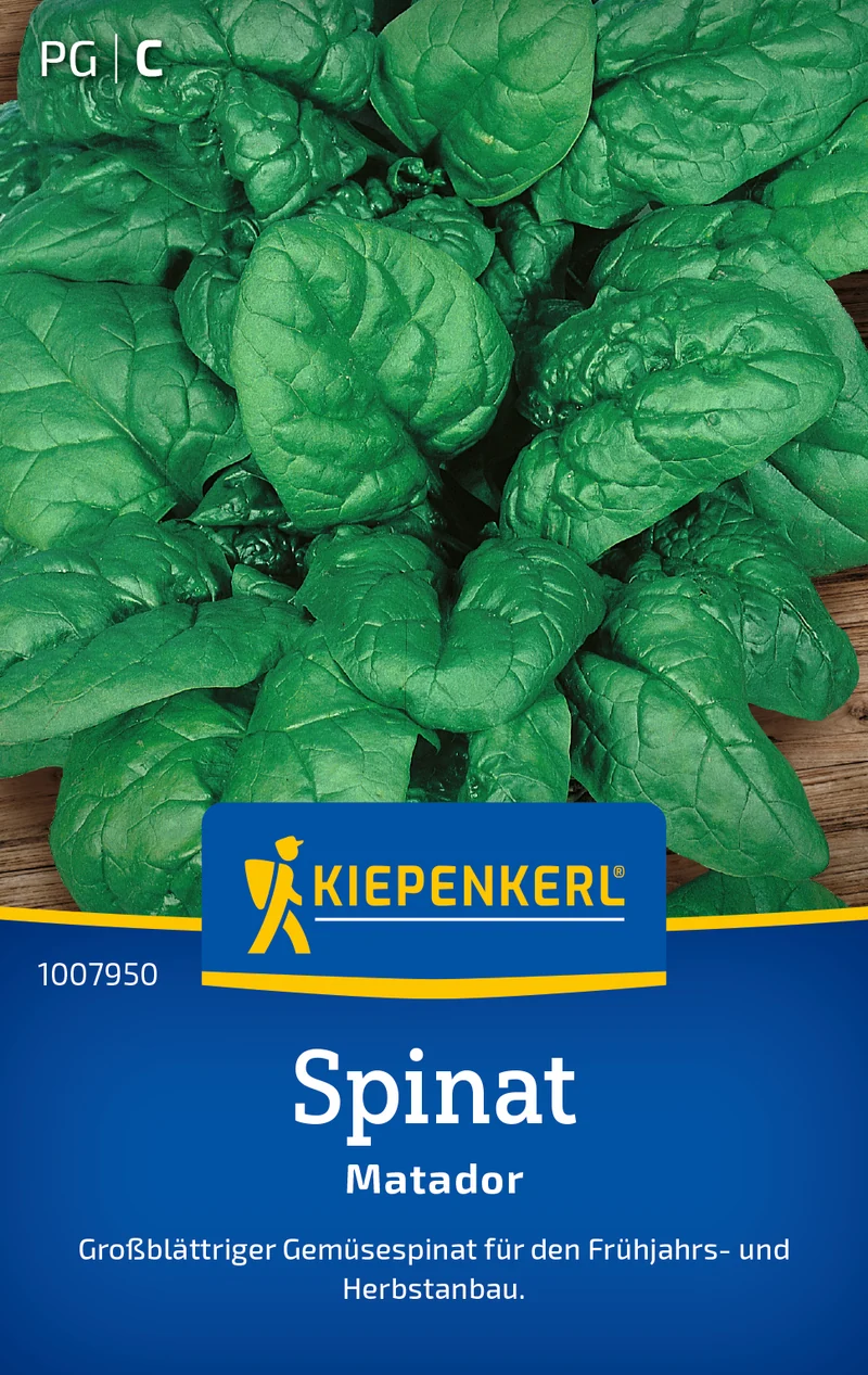 Spinat Matador Saatgut