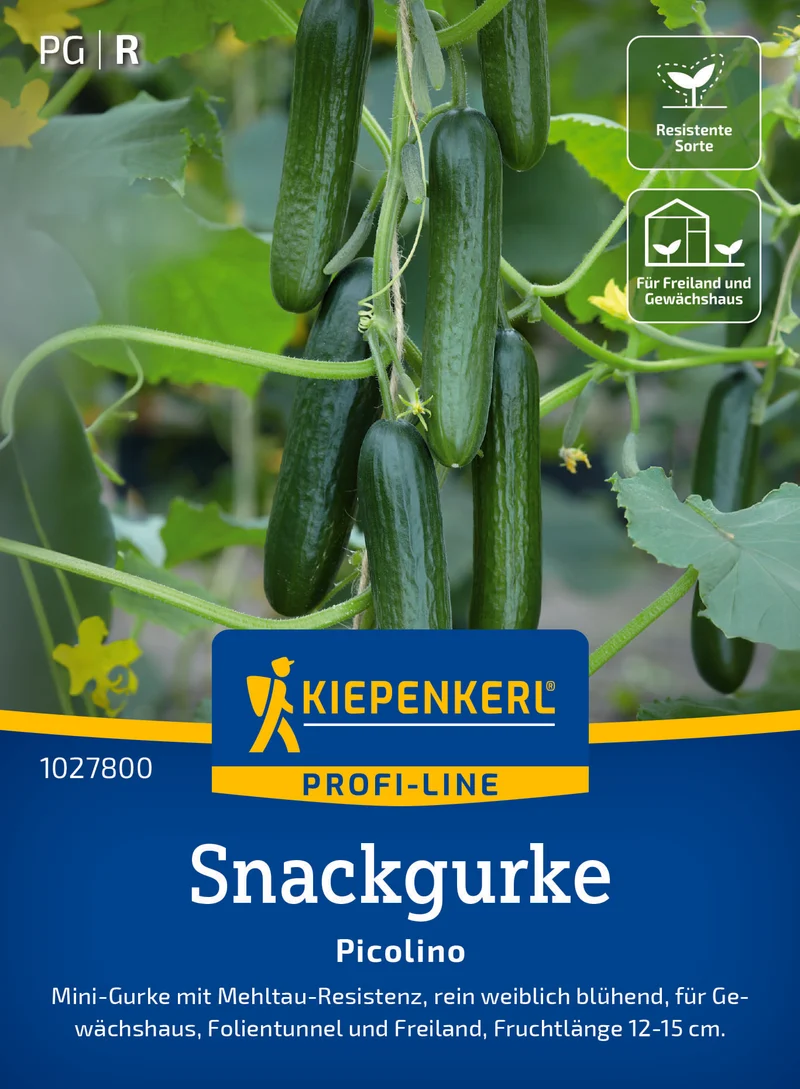 Snackgurke Picolino F1 Saatgut
