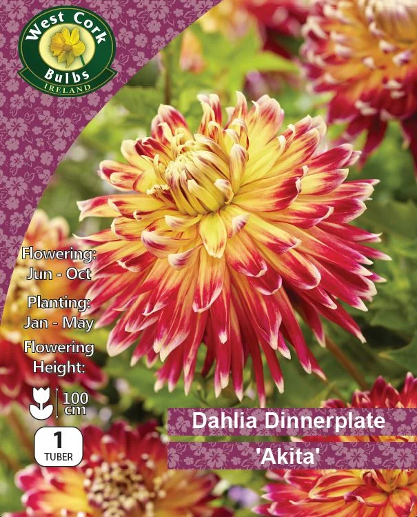 Dinnerplate Dahlia Tuber: Akita