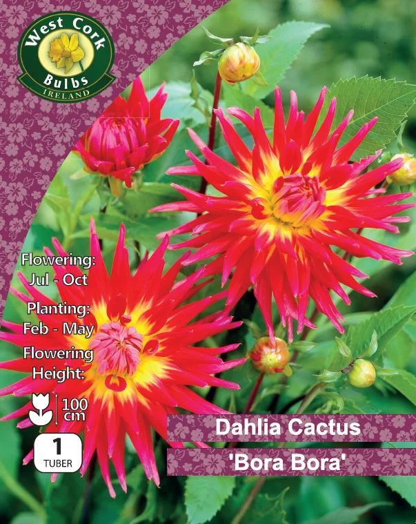 Cactus Dahlia Tuber: Bora Bora