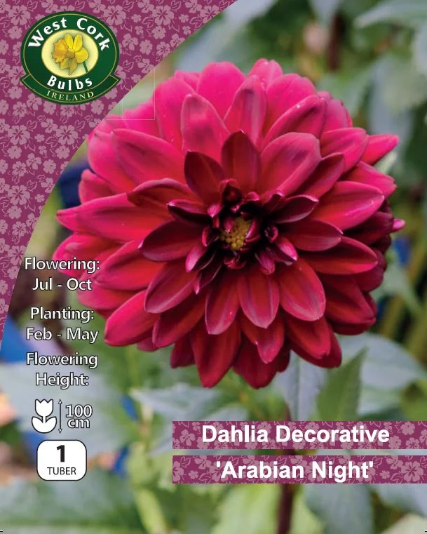 Decorative Dahlia Tuber: Arabian Night