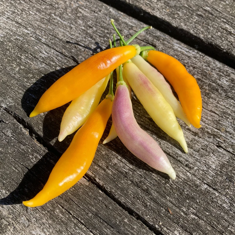 Chili "Aju Challuaruro Amarillo"