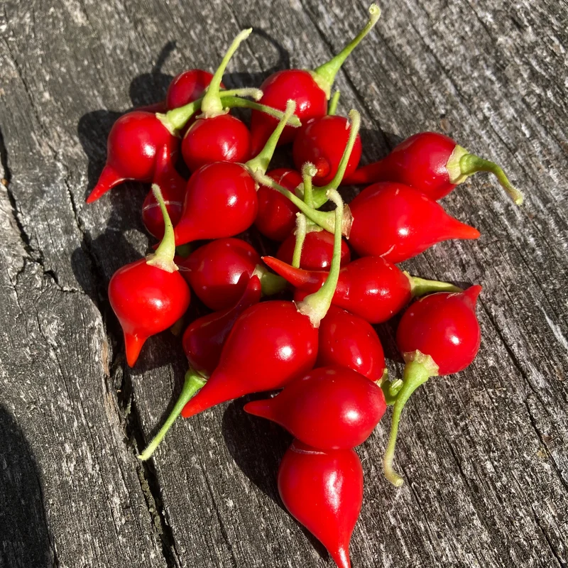 Chili "Biquinho Rot"