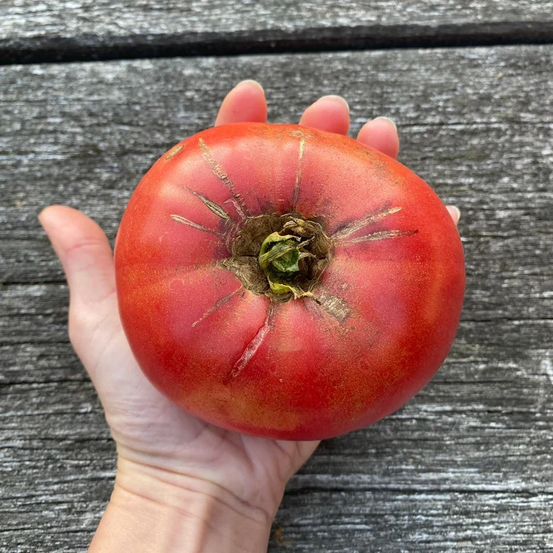 Fleischtomate "Carbon"