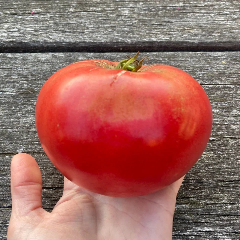 Fleischtomate "Carbon"