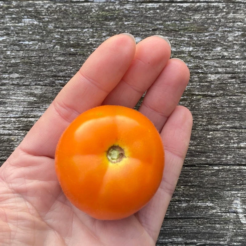 Salattomate "Anamar"